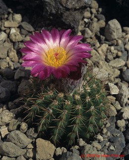 Notocactus cv. herterii x buiningii 